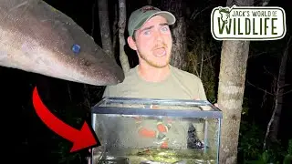 WEIRDEST Animal EVER??? Three-toed AMPHIUMA!!!