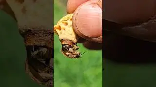 The Birth of a Queen Bee #queenbee #queen #honeybee #shorts