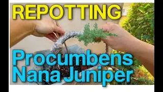 🌿 A Peaceful Saturday: Repotting Juniper Bonsai into a Handmade Pot