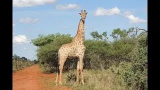 PR1663 342 ha Game Farm for sale Naboomspruit Mookgopong Limpopo