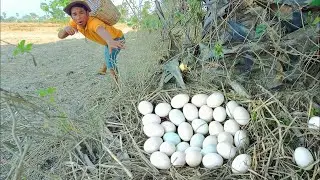 Wow wow! Pick lots of duck eggs near the water's edge, picking the best ones by hand.