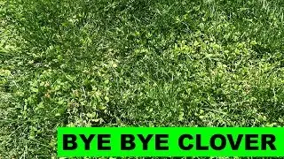 How to Kill Clover in your Lawn