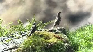 LoFi Relax tra pianoforte e tordelle della val di rabbi | Nature Sounds | Piano LOFI Chill