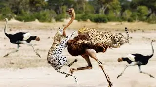 Ostrich defense against predators