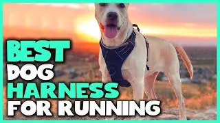 Best Dog Harness for Running in 2026 - Top 5 Review | Large, Medium & Small Dogs Harness