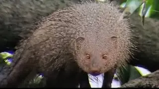 Indian Grey Mongoose is climbing a tree