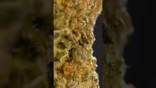 Rainbow Belts x Super Boof