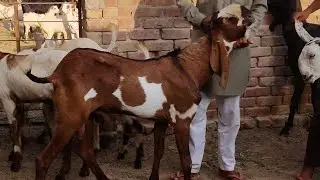 +917737810686☎️Top quatity beetal goats beets' in foji goat farm पंजाबी बीटलकिड्स