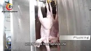 Most Affordable Automatic Compact Slaughter Line for Chicken Processing   Eruis
