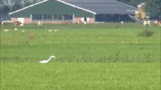 ARDEIDAE ardea alba