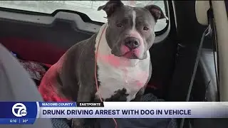 Alleged drunk driver arrested in Eastpointe with dog hiding in the backseat