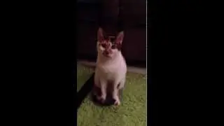 ShaSha cat looking around.