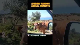 Random funny animals clips u can't ignore | #funny #ranking #shorts