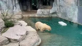 Polar Bear Goes For A Swim - Toronto Zoo