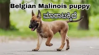Belgian malinois 2.5 months femal puppy available #belgianmalinois #belgianmalinios #puppyvideos 
