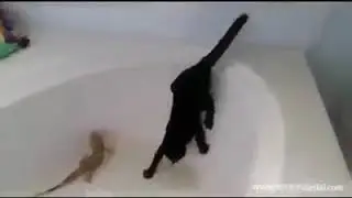 Very funny video cat and lizard