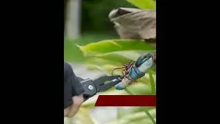 Multi tool hammer