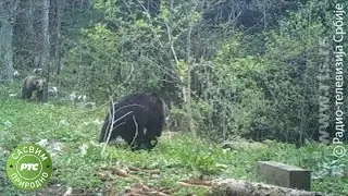 Sasvim prirodno: Prvi komšija - medved, drugi deo (Jovan Memedović)