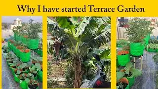 How I started terrace Gardening at Home