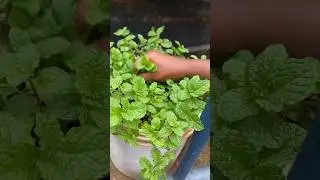 Make Mint Juice! A refreshing and yummy drink😋 #mintjuice #relaxing
