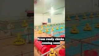 EC upcoming chick #video