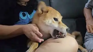 Paw injury=instant #Shiba rage mode! His teeth said &lsquo;NO&rsquo;, his eyes said &lsquo;DON&rsquo;T EVEN TRY&rsquo; 💥🐶
