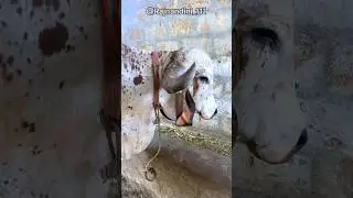 Kya aapne Dekha Hai Garediya Jesa Sandar bull 😱😱 #bull #breeding #gujarat #farming #cow