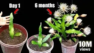 ब्रह्मा कमल घर पर कैसे उगाएं | 6 months full update | दुर्लभ फूल का पौधा | how to care. Brahma kamal