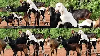 Goat meeting Videos  Desert that 