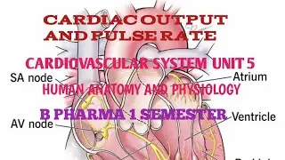 Cardiac Output & Pulse Rate Explained | Cardiovascular System Unit 5 | B Pharma 1st Semester&rdquo;