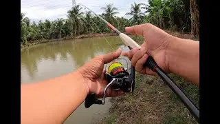 COMBO LURE SHIMANO 1TR6 | CẦN LURE SHIMANO MAJETIC + MÁY SIENNA 3000 + PE X9