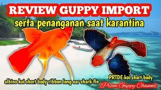 REVIEW IKAN GUPPY IMPORT VIETNAM SERTA CARA PENANGANAN KARANTINA //VIETNAM IMPORTED GUPY FISH REVIEw