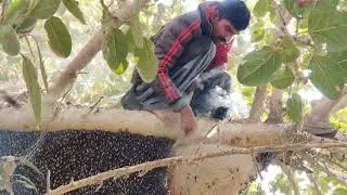 Pakistani honey Hunter (Part 1)#heavyweight #10kg#plese_subscribe_my_channel