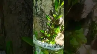 Bark Graft 50 year old Apple tree , Gala Trex on seedling performance #KashmiriApple #mo