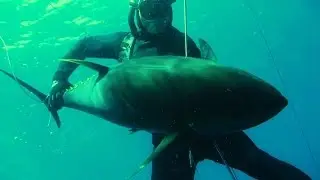 Spearfishing Panama 2014