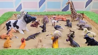 An Expedition to Unearth the Rare Farm and Wonderful Zoo Animals for Toddlers!