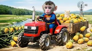 Pineapple Harvest Turns Tragic 😱 | Monkey Kiki&rsquo;s Brave Rescue of a Trapped Cat 💔🐒🐱