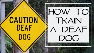 How To Train A Deaf Dog - YAWA Dog Training Podcast: Episode 39 Question 1