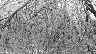 Icy branches breaking