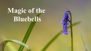 The Magic of Bluebells | Forest photography | 2021