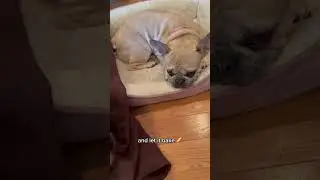 How to make a loaf of bread! #frenchie #dog #puppy #cute #pets #relatable #fyp #funny #memes #cute