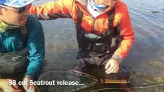 Releasing a nice sea trout 2016