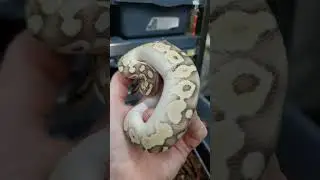 #python #reptile #reptiles #ballpython #snake #viral #snakevideo #shortvideo #videos #funny