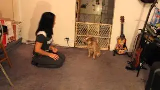 13 Weeks Red Heeler Puppy doing tricks
