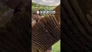 벌통을 통째로 옮기는 놀라운 비밀