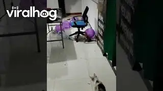 Playful Kittens Pop Balloons || ViralHog