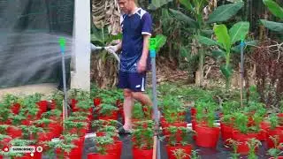 B&oacute;n ph&acirc;n, phun thuốc hoa Vạn thọ
