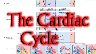 The Cardiac Cycle/physiology of Cardiac Cycle/systole/diastole-atria/ventricles 