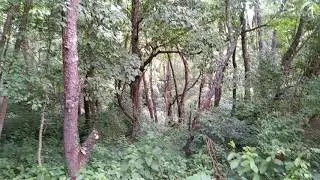 Creating Deer Travel Corridors