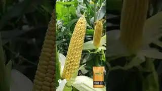 Гибрид: TORRO (ФАО 680) | с. Зарбалик, Кара-Сууйский р-н   #агрогоризонт #greenlifeseed #torro #рек